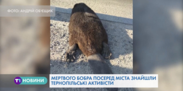 Мертвого бобра виявили на пішохідному переході в Тернополі