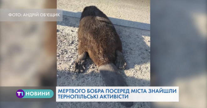 Мертвого бобра виявили на пішохідному переході в Тернополі