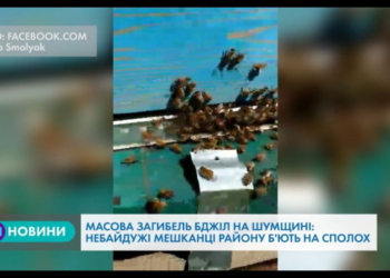 У Тернопільській області масово гинуть бджоли