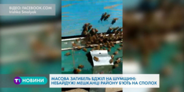 У Тернопільській області масово гинуть бджоли