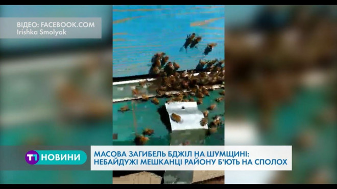 У Тернопільській області масово гинуть бджоли
