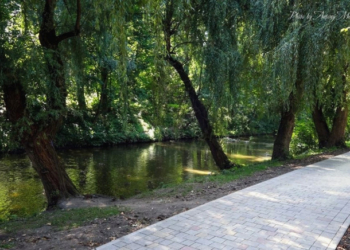 Стали відомі офіційні причини, чому загинула риба у парку Топільче