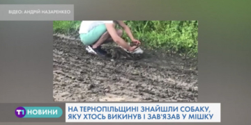 Вражаюча історія про порятунок собаки на Тернопільщині (Відео)