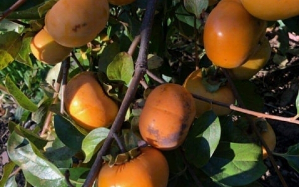 Садівник із Тернопільщини вирощує 40 сортів хурми