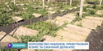Королівство равликів на Тернопільщині (Відео)