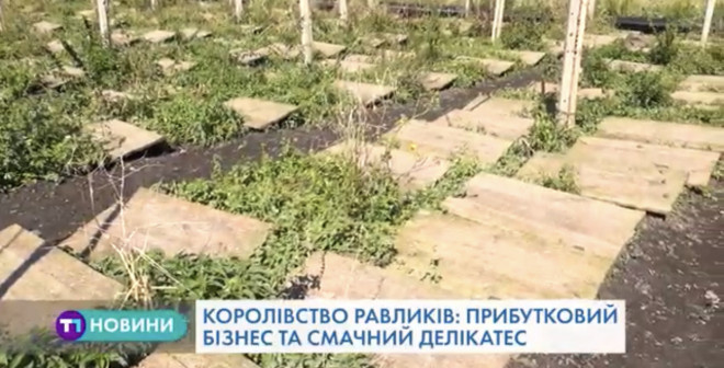 Королівство равликів на Тернопільщині (Відео)