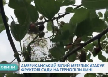 На Тернопільщині фіксують небезпечного шкідника