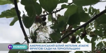 На Тернопільщині фіксують небезпечного шкідника