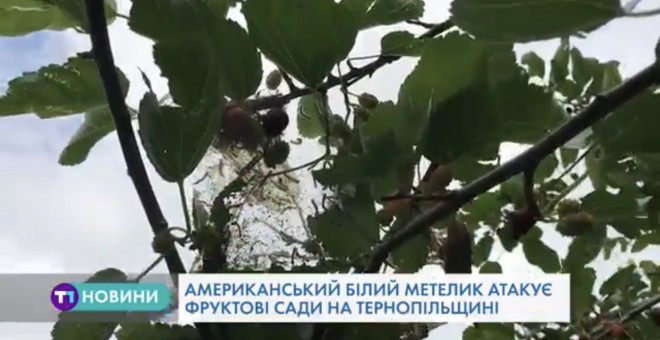 На Тернопільщині фіксують небезпечного шкідника