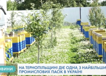 Більше тисячі  бджолиних сімей живе на пасіці у Тернопільській області