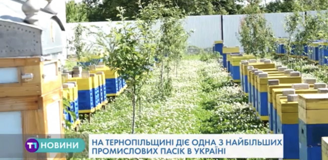 Більше тисячі  бджолиних сімей живе на пасіці у Тернопільській області