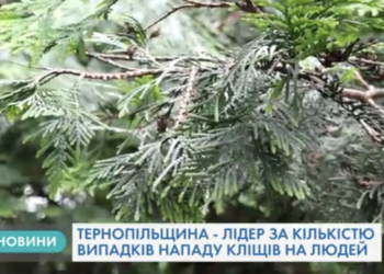 Тернополяни потерпають від укусів кліщів (Відео)