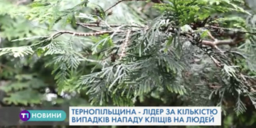 Тернополяни потерпають від укусів кліщів (Відео)