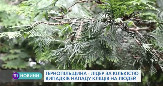 Тернополяни потерпають від укусів кліщів (Відео)