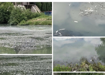 В Тернополі у Гідропарку виявили сотні мертвих рибин (Фотофакт)