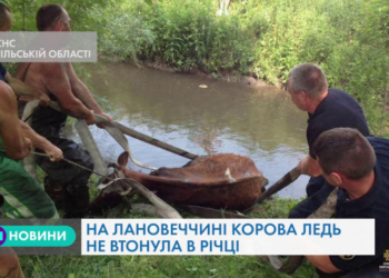 На Тернопільщині ледь не втопилася корова
