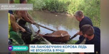 На Тернопільщині ледь не втопилася корова