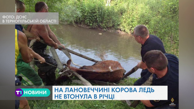 На Тернопільщині ледь не втопилася корова