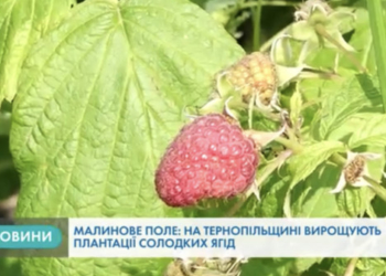 Солодку панацею від гіпертонії, проблем з нирками та нервових порушень вирощують на Тернопільщині