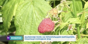 Солодку панацею від гіпертонії, проблем з нирками та нервових порушень вирощують на Тернопільщині