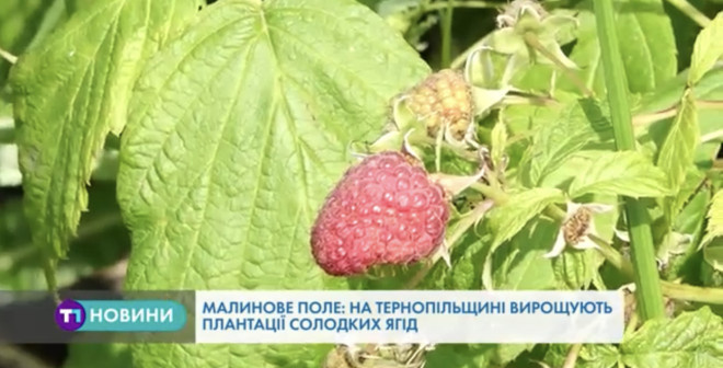 Солодку панацею від гіпертонії, проблем з нирками та нервових порушень вирощують на Тернопільщині