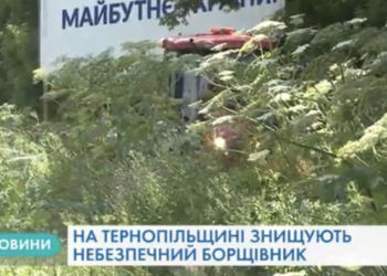 На Тернопільщині знищують небезпечний борщівник