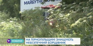 На Тернопільщині знищують небезпечний борщівник