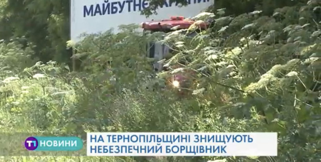 На Тернопільщині знищують небезпечний борщівник