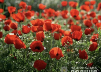 Мешканці Тернопільщини продовжують порушувати закон та вирощують заборонені рослини