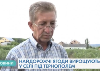 «Її називають «королевою ягід», – на Тернопільщині вирощують унікальний продукт