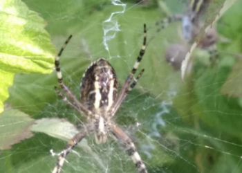 “Укус дуже болючий”: на Тернопільщині зафіксували появу отруйного павука (Фото)