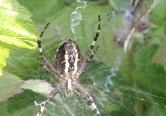 “Укус дуже болючий”: на Тернопільщині зафіксували появу отруйного павука (Фото)