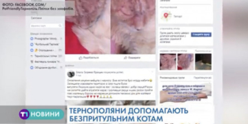 Тернополяни допомагають безпритульним котам (Відео)