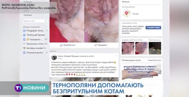 Тернополяни допомагають безпритульним котам (Відео)