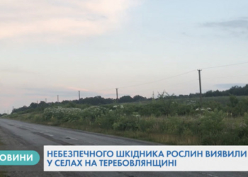 В Тернопільської області виявили американського білого метелика