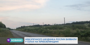 В Тернопільської області виявили американського білого метелика
