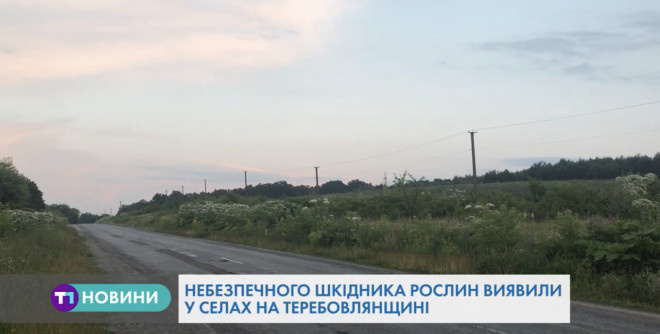 В Тернопільської області виявили американського білого метелика