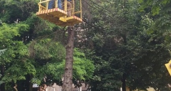 У Тернополі зрізають сухі дерева (фотофакт)