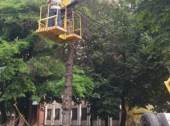 У Тернополі зрізають сухі дерева (фотофакт)