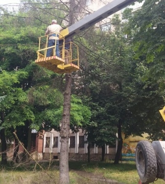 У Тернополі зрізають сухі дерева (фотофакт)