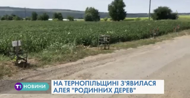 Алея “родинних дерев” з’явилася у Тернопільській області