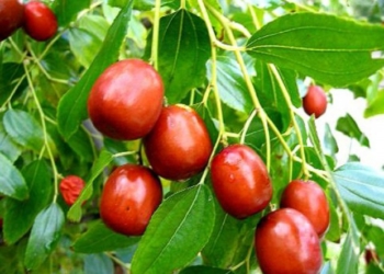 Садівник на Тернопільщині вирощує екзотичні фрукти