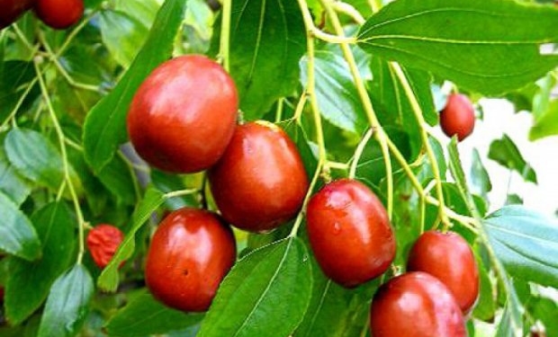 Садівник на Тернопільщині вирощує екзотичні фрукти