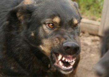 На жителів Тернопілля нападають тварини