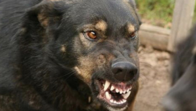 На жителів Тернопілля нападають тварини