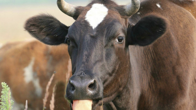 Тернополянка стала «жертвою» власної корови