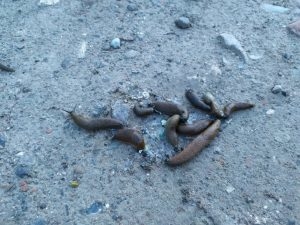 У місті на Тернопільщині – нашестя повзучих (Фото)