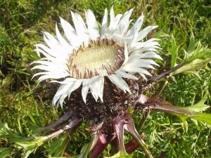 Дивовижна реліктова рослина зацвіла на Тернопільщині