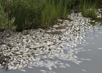 У річці Збруч на Тернопільщині масово загинула риба