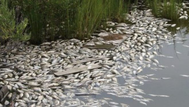 У річці Збруч на Тернопільщині масово загинула риба